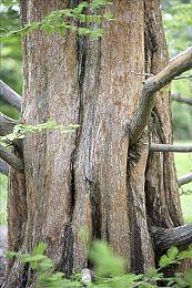 NBA2KOL2版本更新 21新秀来袭